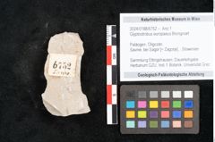 Foto (Objekt + Etikett) von Glyptostrobus europaeus Brongniart (NHMW-GEO-2024-0188-6752)